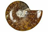 Polished Ammonite (Cleoniceras) Fossil - Madagascar #348492-1